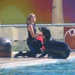 Marineland - Otaries - Nicky et falco