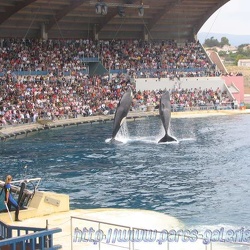 Marineland - Orques - Spectacle