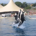 Marineland Antibes - 041