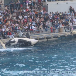 Marineland - Orques - Spectacle