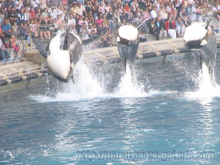 Marineland Antibes - 009