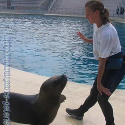 Marineland - Otaries - Emi isidore et falco