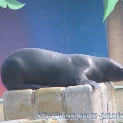 Marineland - Otaries - Nicky et marianne