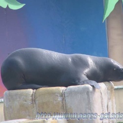 Marineland - Otaries - Nicky et marianne