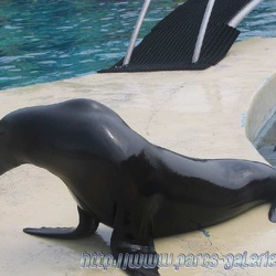 Marineland - Otaries - Portraits