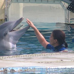 Marineland - Dauphins - Apprentissage