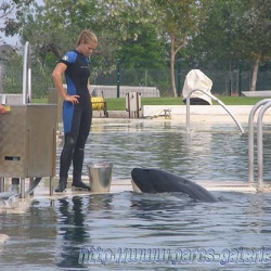 Marineland - Orques - Apprentissage