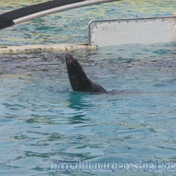 Marineland - Otaries - Apprentissage