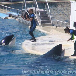 Marineland - Orques - Spectacle