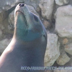 Marineland - Otaries