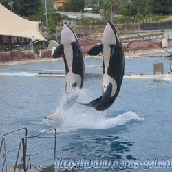 Marineland - Orques - Spectacle