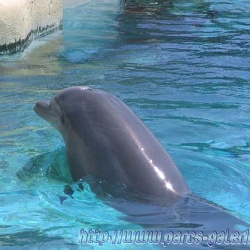 Marineland - Dauphins - Portraits