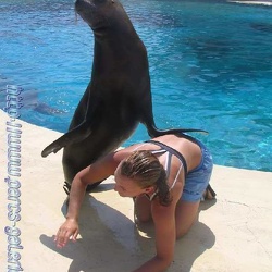 Marineland - Otaries - Isi