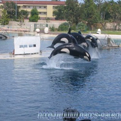 Marineland - Orques - Spectacle