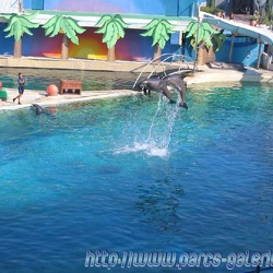 Marineland - Dauphins - Spectacle