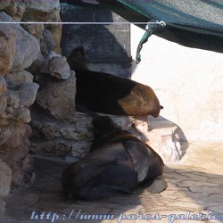 Marineland - Otaries - Bassin 1