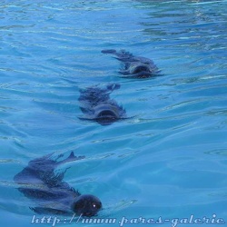 Marineland - Phoques veaux marins