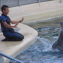 Marineland - Dauphins - Spectacle 17h30