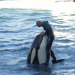 Marineland - Orques - Spectacle