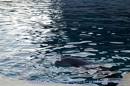 Marineland Antibes - 001