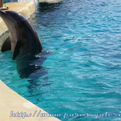 Marineland - Dauphins - Portraits