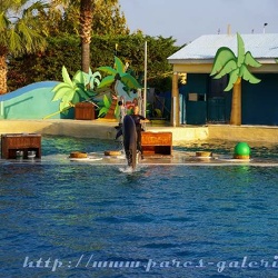 Marineland - Dauphins - Spectacle 17h30