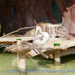 Marineland - Les pelicans