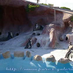 Marineland - Manchots - humbolts