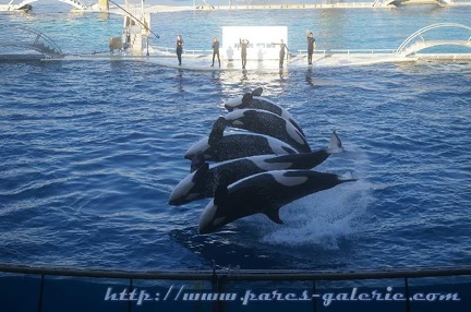 Marineland Antibes - 004