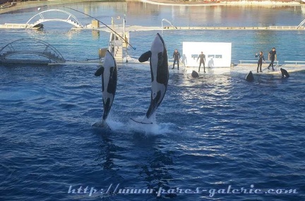 Marineland Antibes - 006