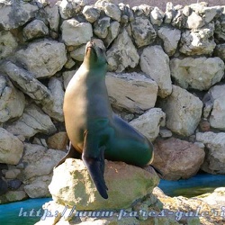 Marineland - Otaries