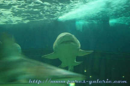 Marineland Antibes - 011