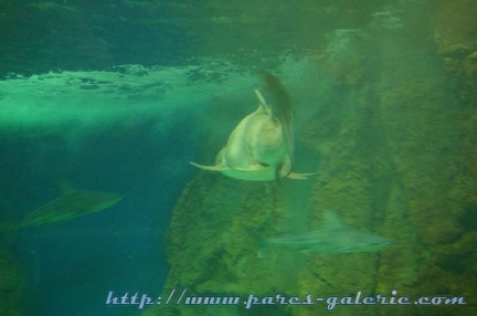 Marineland Antibes - 014