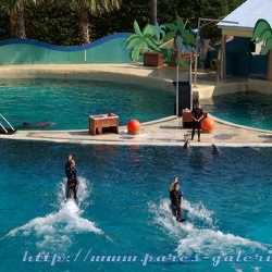 Marineland - Dauphins - Spectacle 14h30