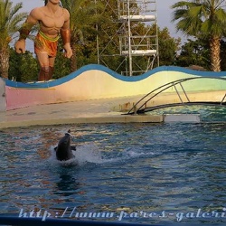 Marineland - Dauphins - spectacle 17h30