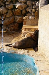 Marineland Antibes - 001