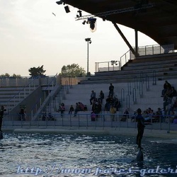 Marineland - Dauphins - Spectacle - 17h30