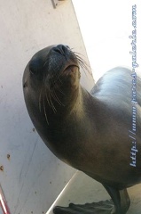 Marineland Antibes - 002