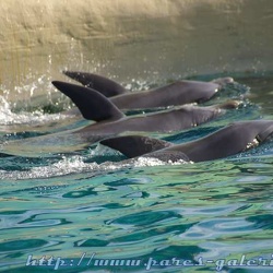 Marineland - Dauphins - Apprentissage