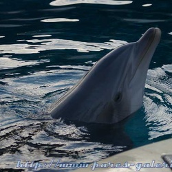 Marineland - Dauphins - Portraits