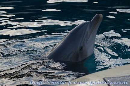 Marineland Antibes - 001