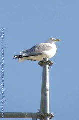 Marineland Antibes - 001