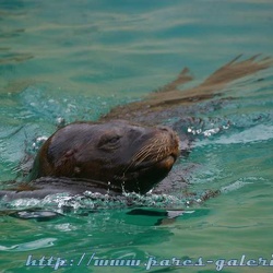 Marineland - Dauphins - Spectacle - otaries