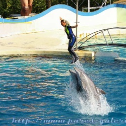 Marineland - Dauphins - Spectacle 14h30