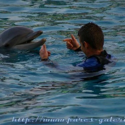 Marineland - Dauphins - Spectacle 17h30