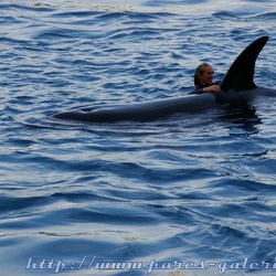 Marineland - Orques - Spectacle