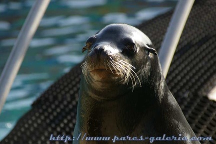 Marineland Antibes - 001