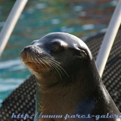 Marineland - Otaries - Falco