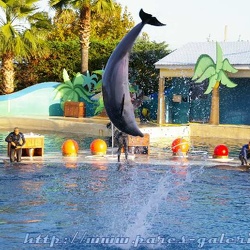 Marineland - Dauphins - Spectacle 17h15