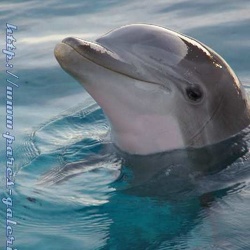 Marineland - Dauphins - portraits